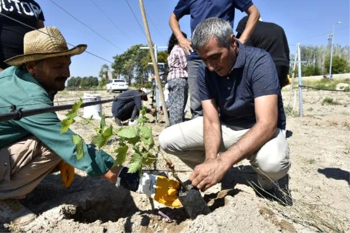 Ömer Halisdemir\'in soyadı üzüm çeşidine verildi