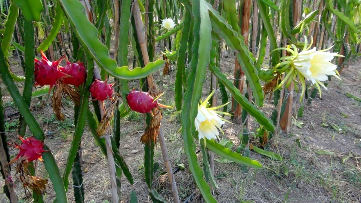 Pitahayanın tanesi bahçede 17, markette 40 lira