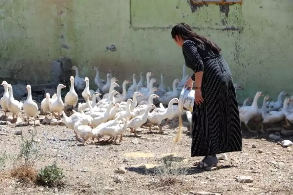 17 yaşındaki genç kız, 4 ayda kaz sayısını 3 katına çıkardı! Tanesini 100 liradan satacak