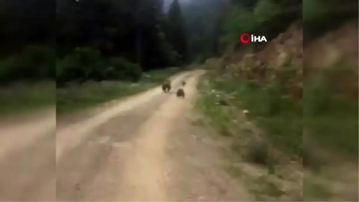 Yayla dönüşü önlerine çıkan ayı ailesini görünce şaşkınlık yaşadılar