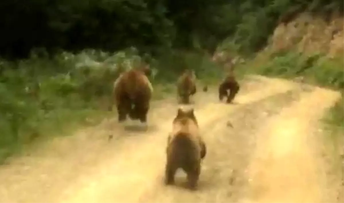 Yayla dönüşü önlerine çıkan ayı ailesini görünce şaşkınlık yaşadılar