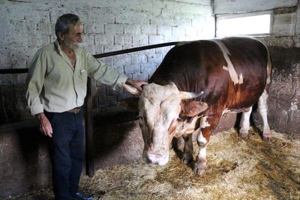 1,5 tonluk boğa \'Kocaman\', 30 bin TL\'den satılacak