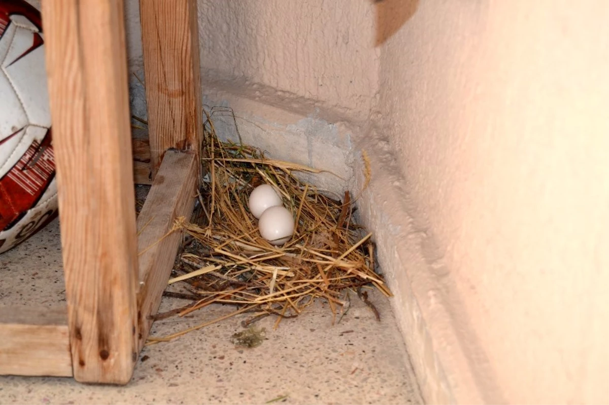 Balkona yumurtlayan güvercine aile bireyleri gibi sahip çıktılar