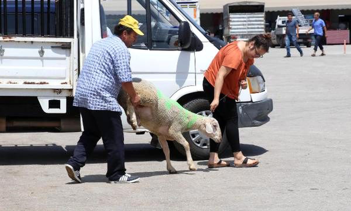 Denizli\'de, bayram öncesi kurban pazarı hareketlendi