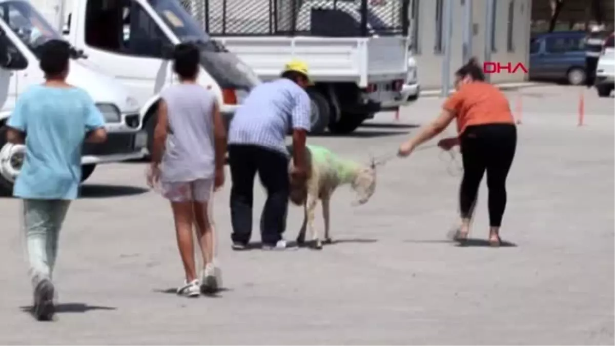 Denizli\'de, bayram öncesi kurban pazarı hareketlendi