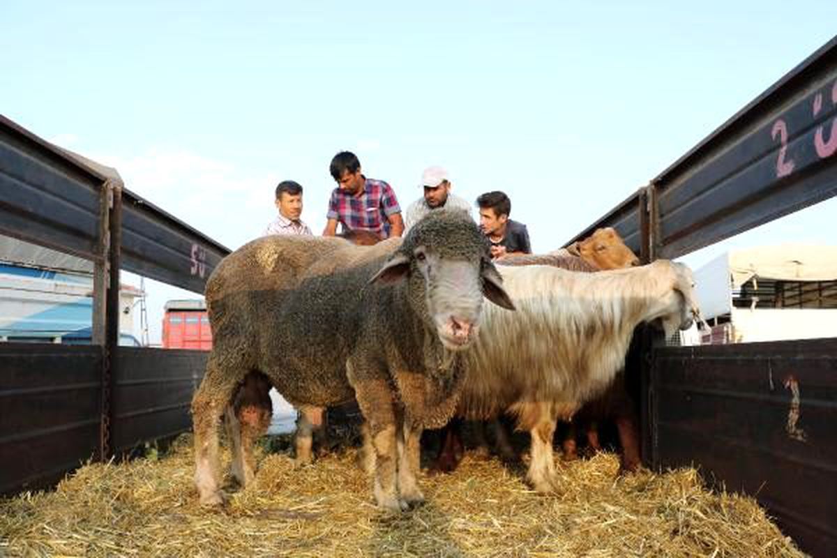 Edirne\'de, kurban pazarında yoğunluk