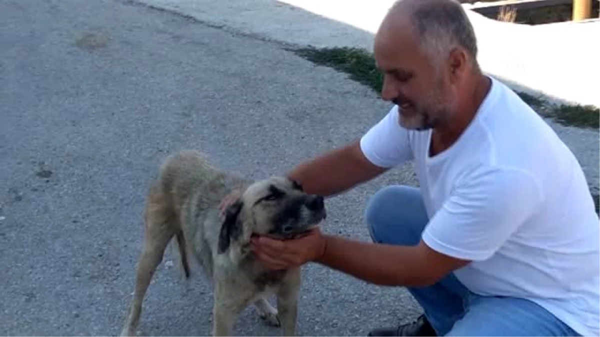 Gözleri farklı renkteki "Çakır" ilgi çekiyor