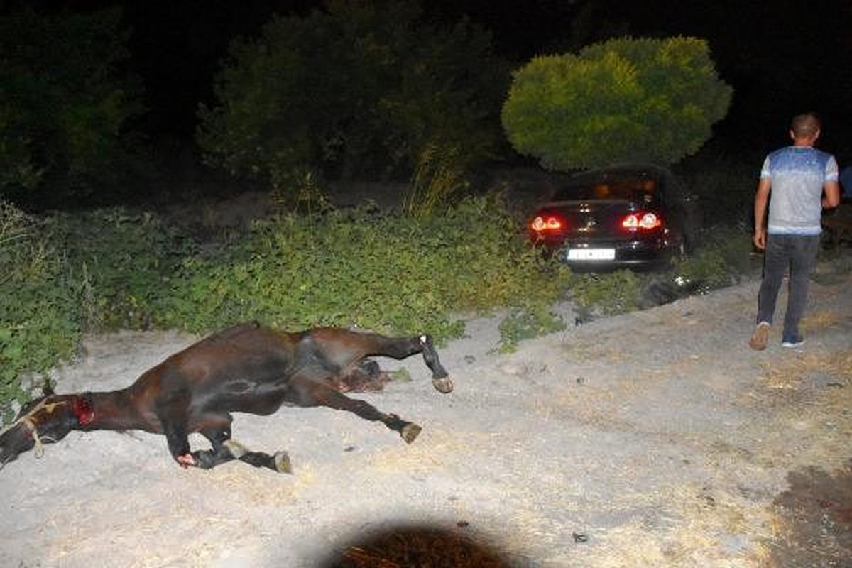 İki otomobil çiftlikten kaçan atlara çarptı, 3 tay öldü, 5 kişi yaralandı