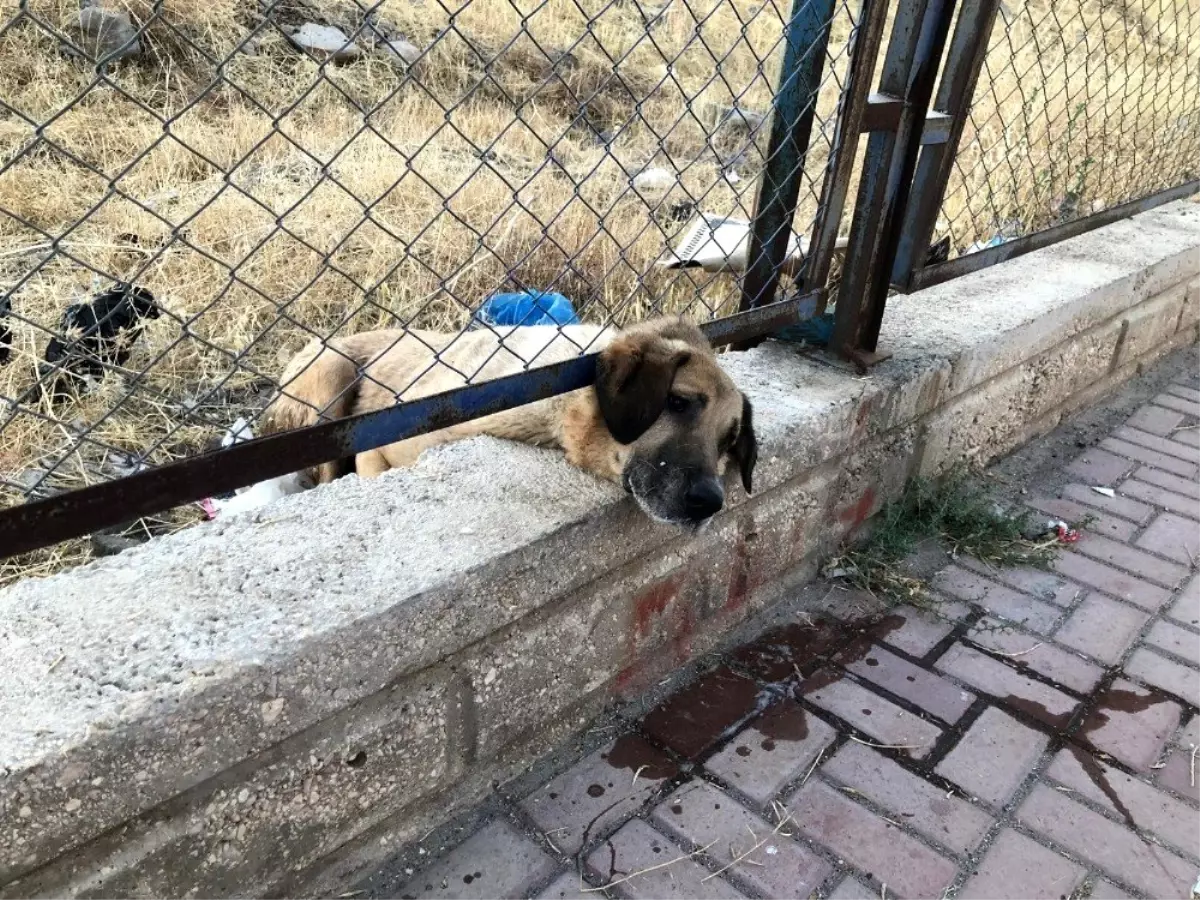 Kafası sıkışan köpeği itfaiye kurtardı