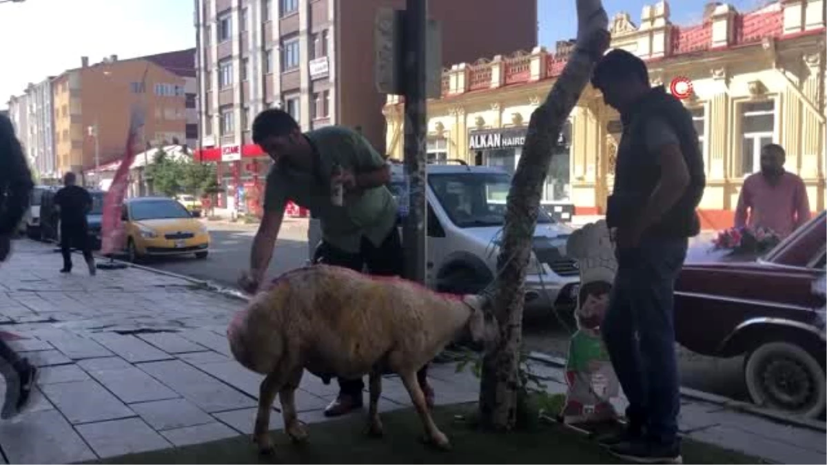 Kars\'ta, gelin adayına "süslü koç gönderme geleneği" sürüyor