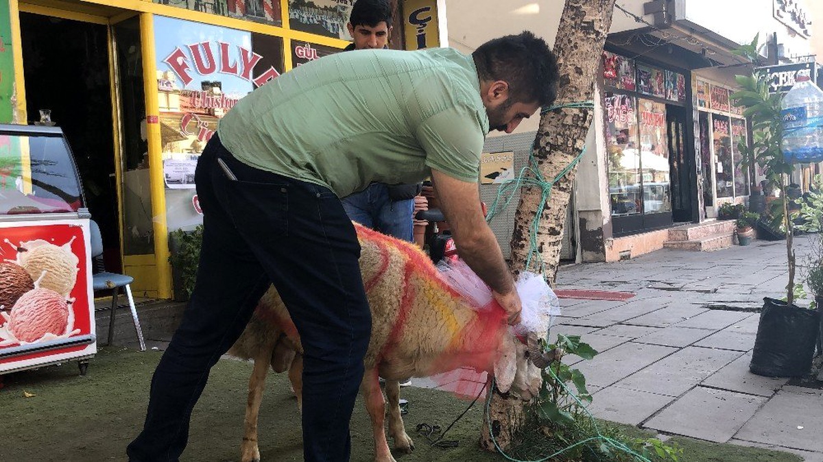 Kars\'ta gelin adayına "süslü koç gönderme geleneği" sürüyor
