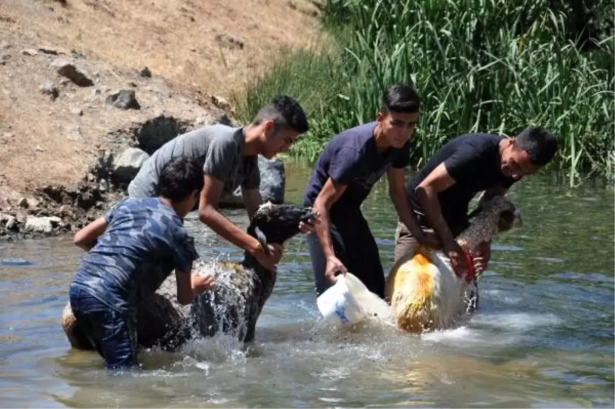 Kurbanlık koyunlar satış öncesi derede yıkandı