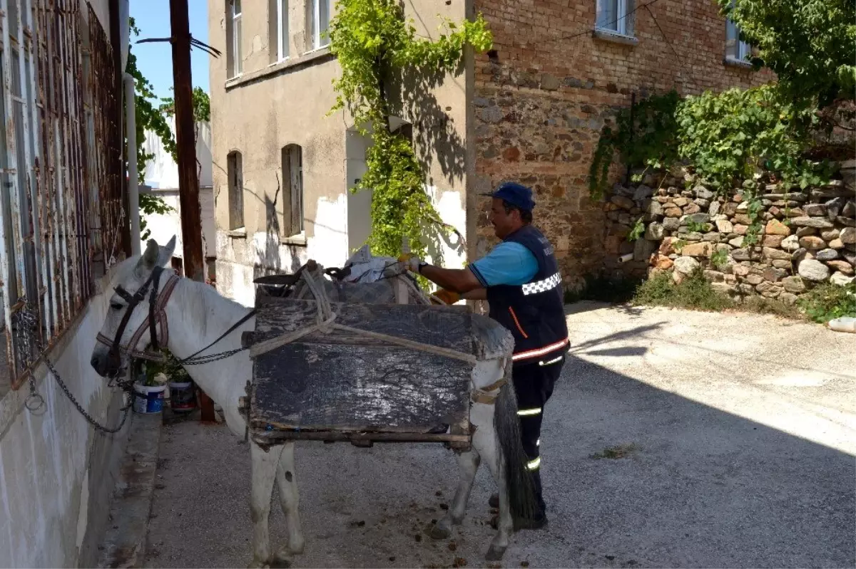 (Özel) \'Beyaz\' isimli katır mahalleleri bembeyaz yapmak için çalışıyor