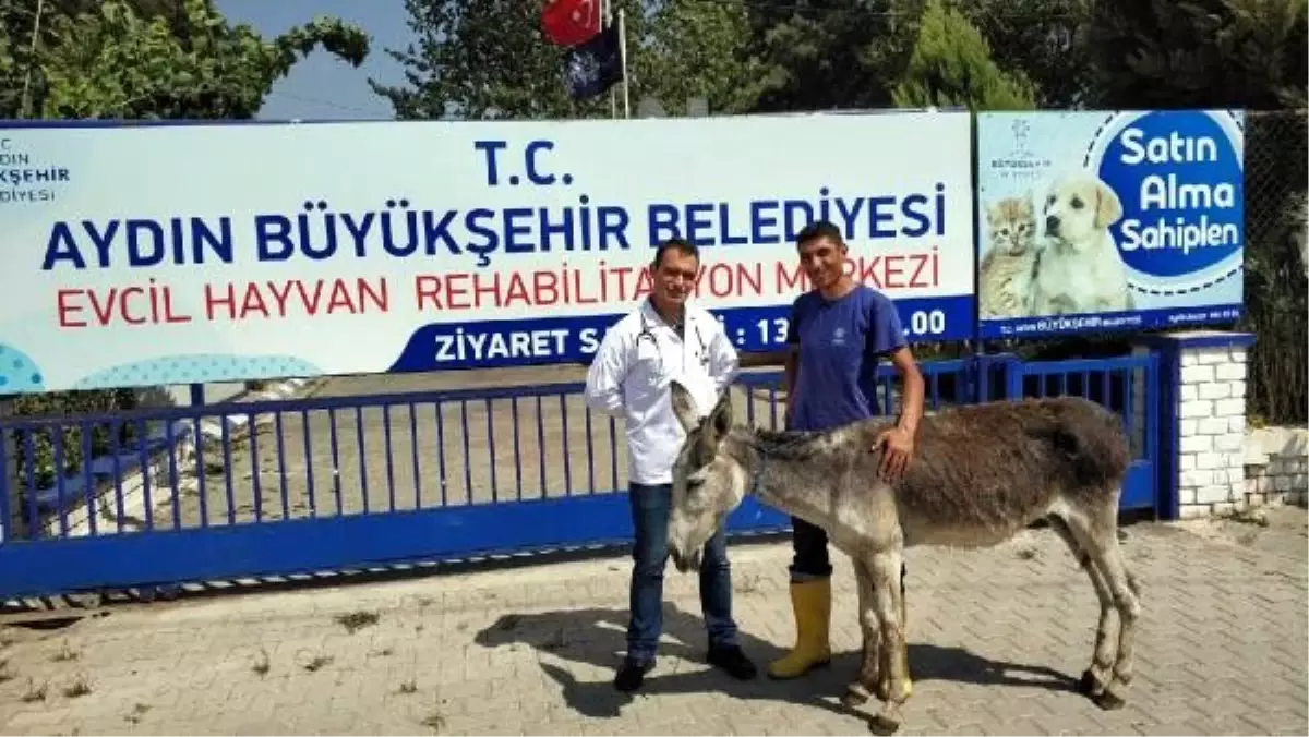 Terk edilen eşeği İzmirli hayvansever sahiplendi