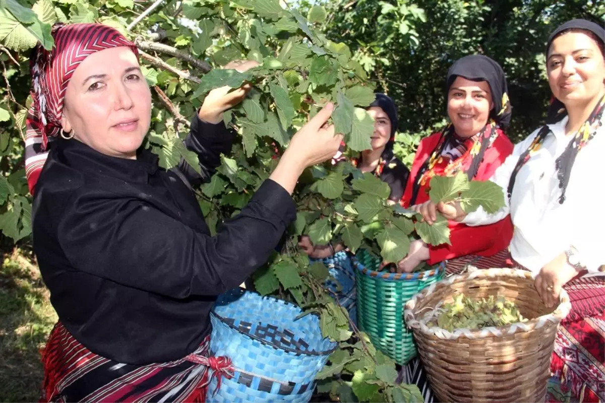 Üretici fındık bahçesine şenlik havasında girdi