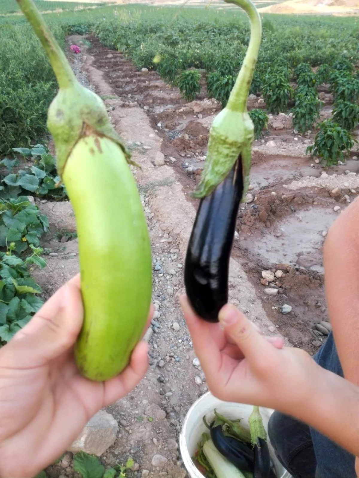 Yeşil patlıcan çiftçileri şaşırttı