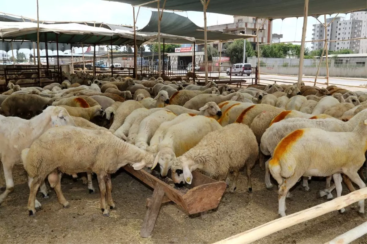 Yüreğir\'de kurban kesim ve satış yerleri belirlendi