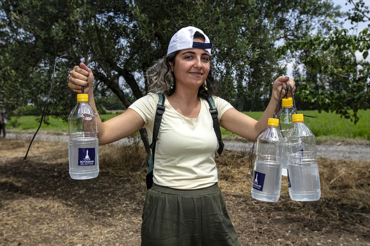 Zeytin ağaçları "besi tuzağı"yla korunuyor