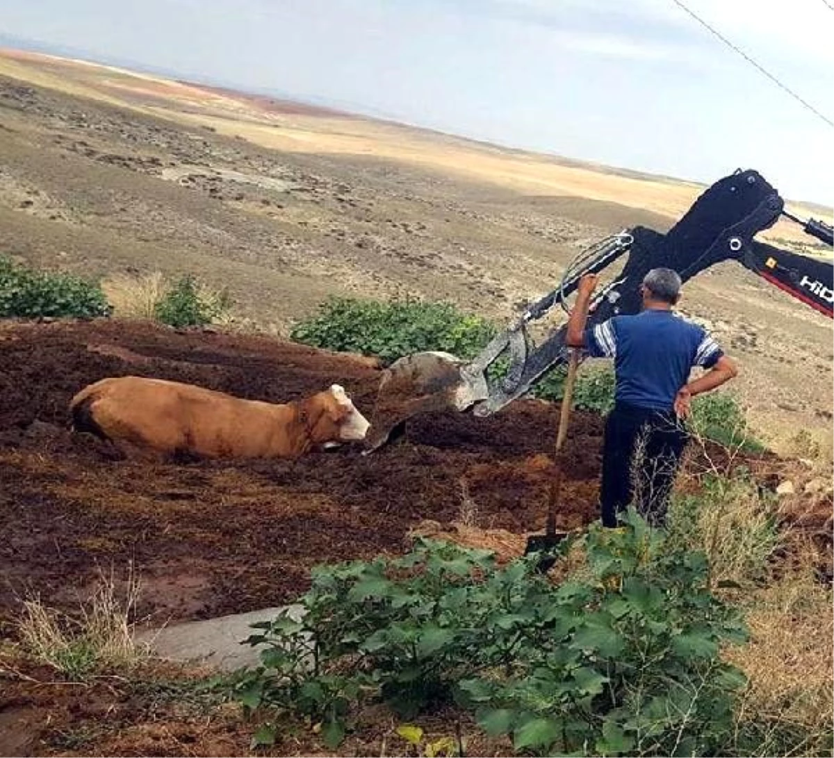 Bataklıkta mahsur kalan inek kurtarıldı