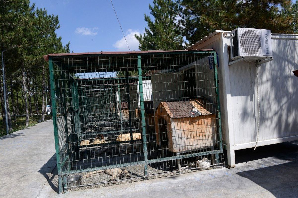 Çorum\'da sokak hayvanları klimalı konteynırlarda serinliyor