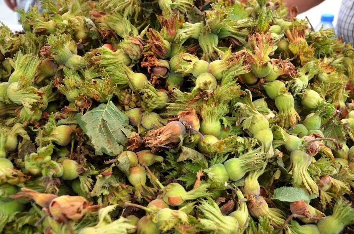 Dünyanın fındık kaynağı Ordu\'da hasat şenliği