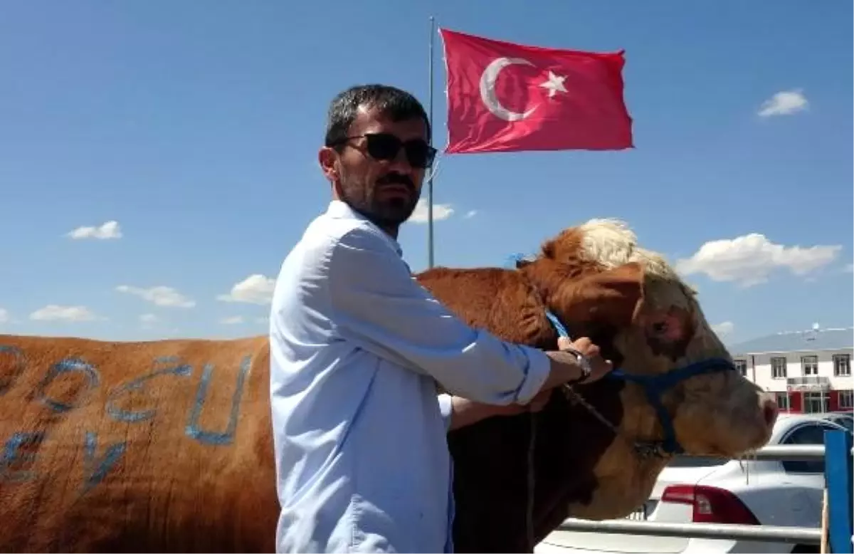 Erzurum kurban pazarının bir tonluk boğaları