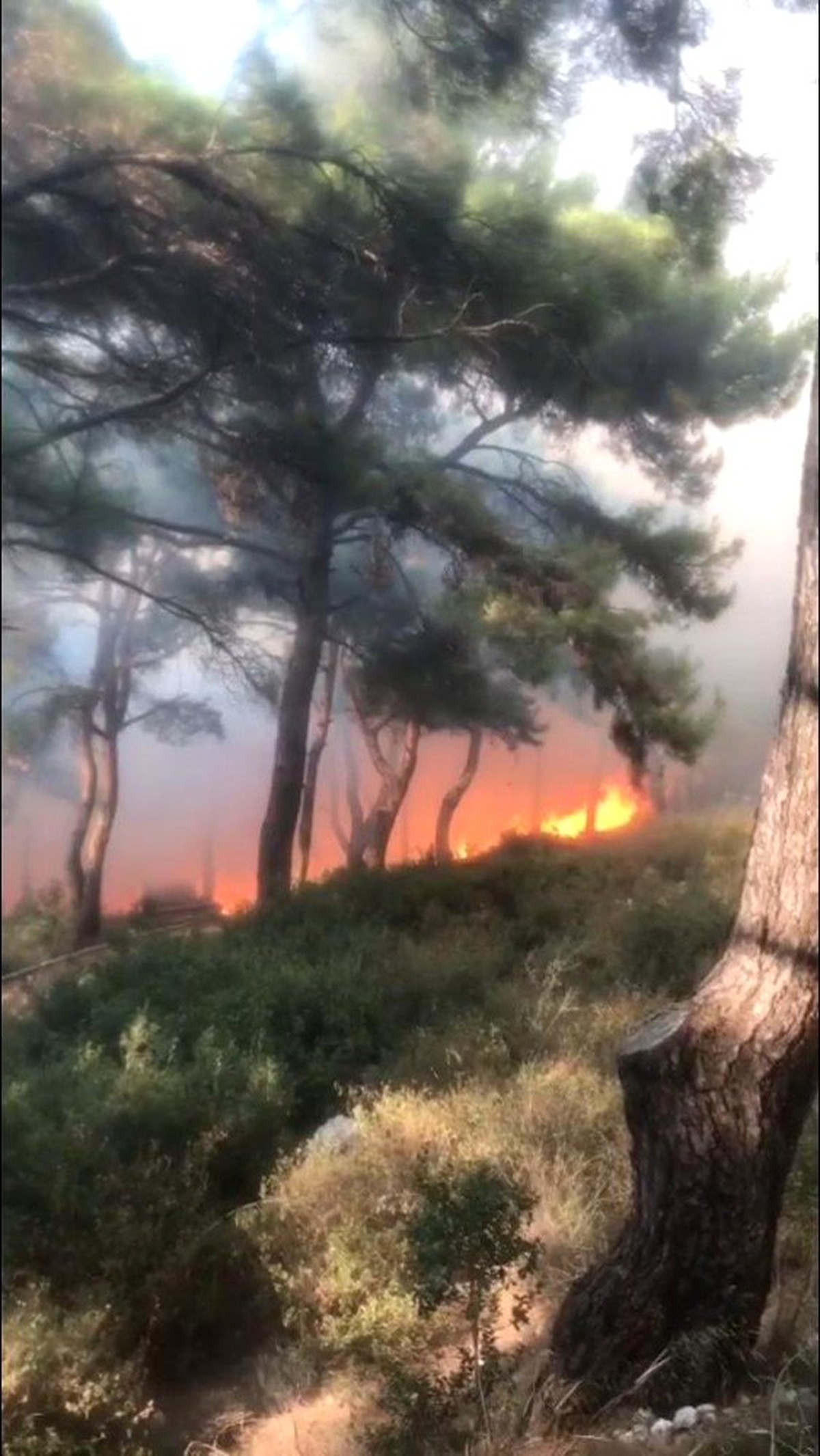 İzmir\'in Konak ilçesinde, henüz belirlenemeyen bir sebepten dolayı orman yangını çıktı.