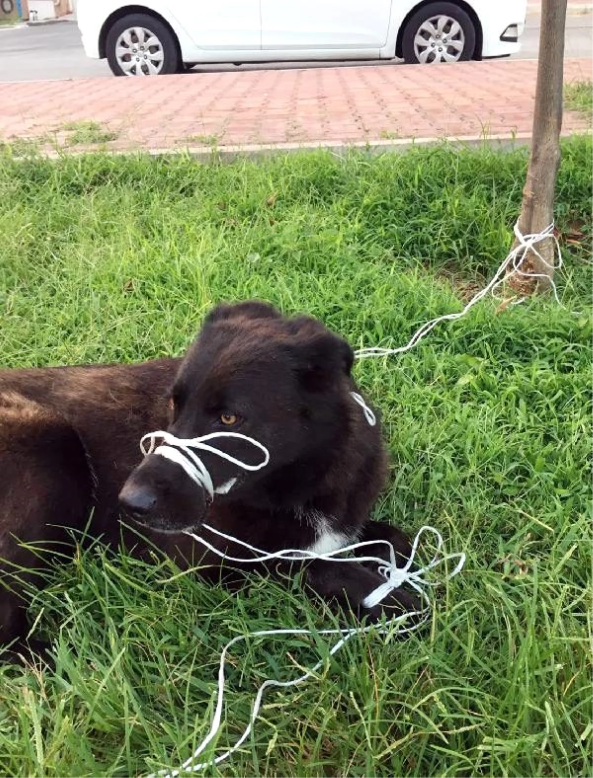 Köpeğin ayağını ve ağzını bağlayıp, ölüme terk ettiler