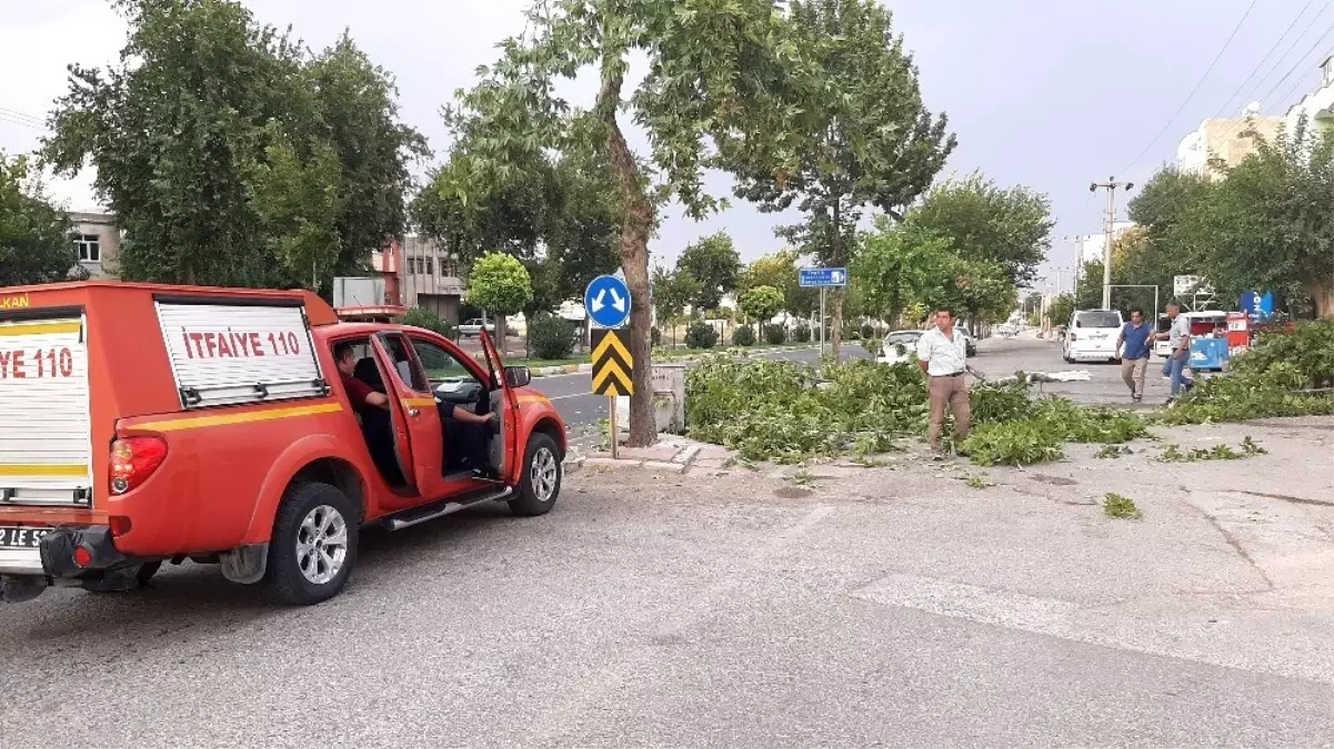 Şiddetli rüzgar ağaçları devirip geçti