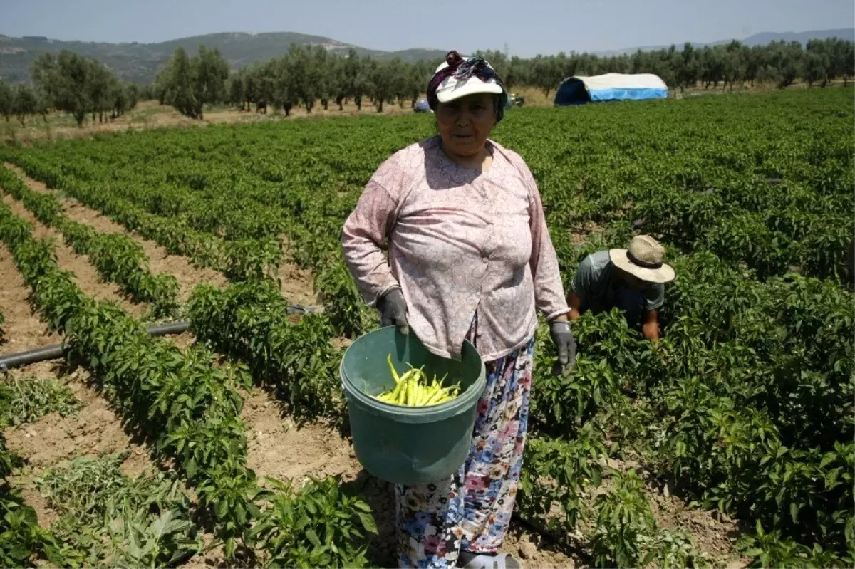 Turşu diyarının biberleri artık yerli