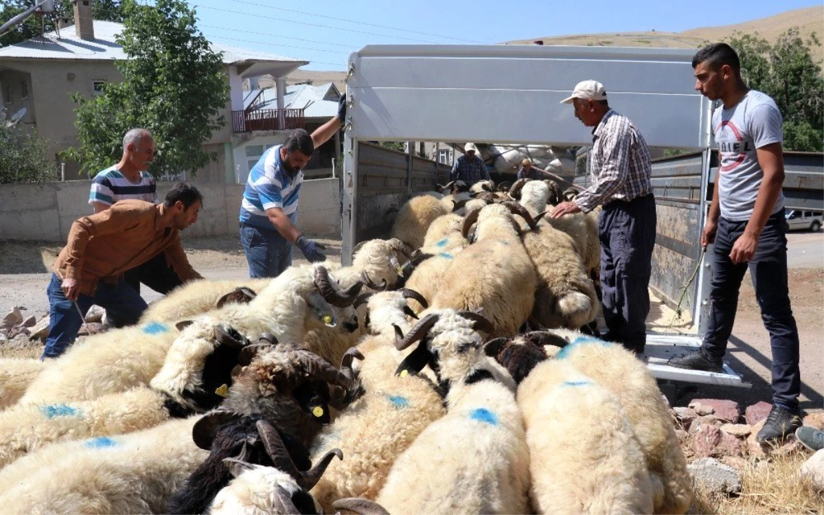 Van\'da yetiştirilen kurbanlıklar Adana\'ya gönderildi