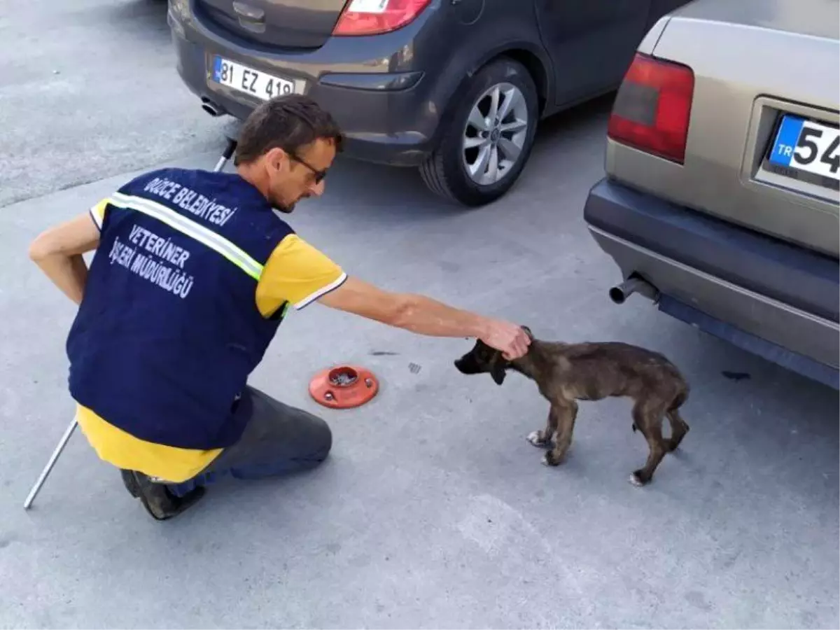 Vatandaşların şikayet ettiği 870 köpek şehir merkezinden toplandı