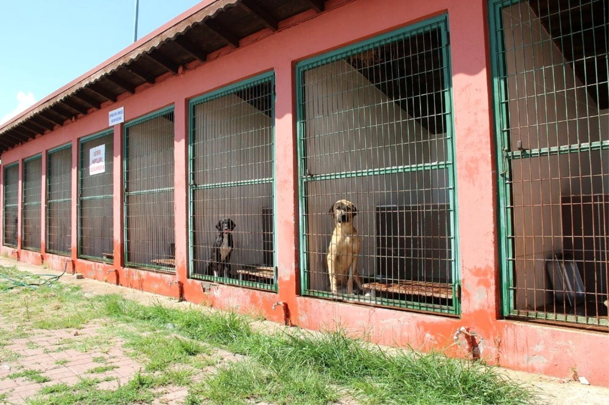 Barınakta 545 hayvana yardım eli uzatıldı