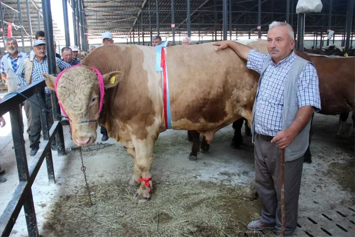 Bir ton 400 kiloluk kurbanlık ilgi görüyor