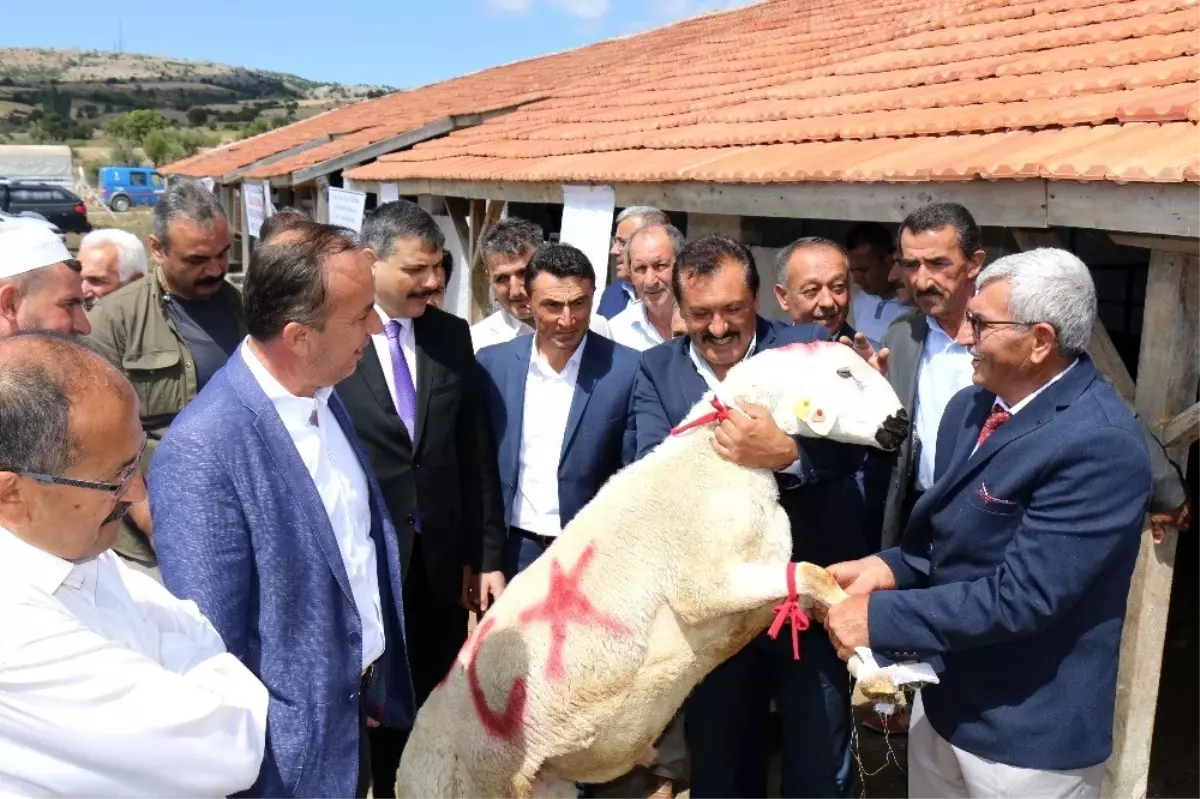 Çorum Damızlık Koç Teke Üretim istasyonu açıldı