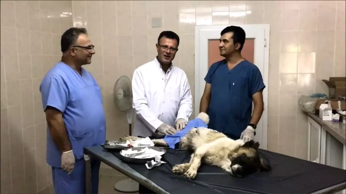 Doktor belediye başkanı köpek kısırlaştırmasını bizzat yaptı