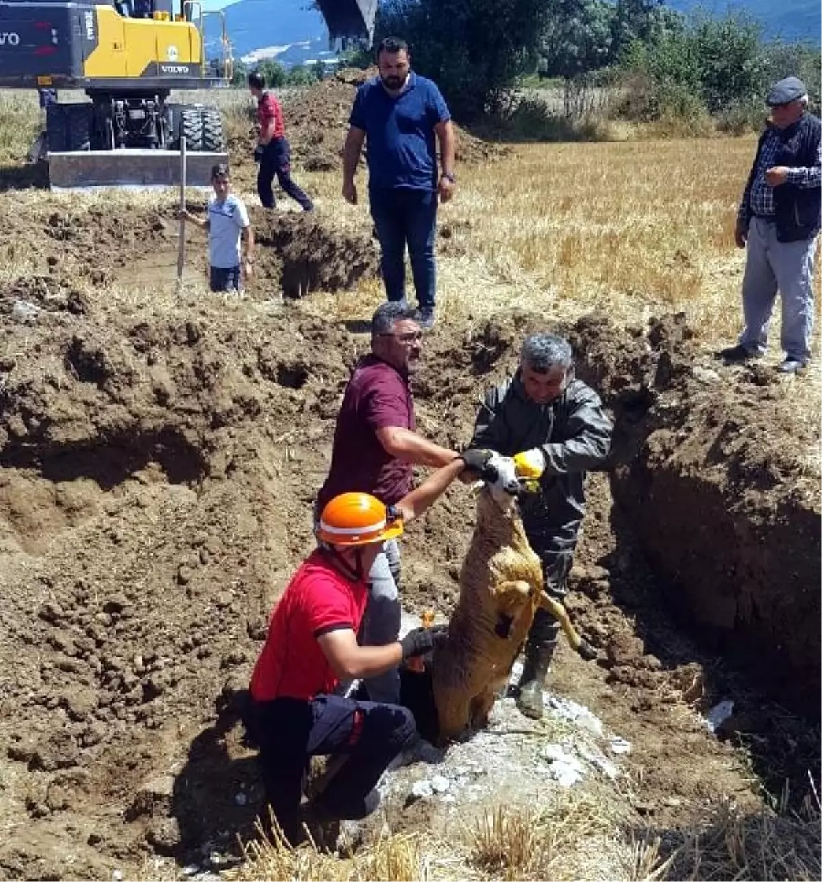 Kanalizasyona düşen koyun ve keçi kurtarıldı