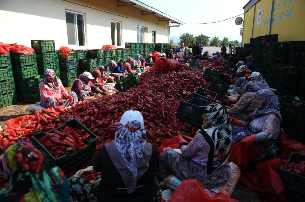 Salça diyarı Kulaca\'dan biber salçası ihracatı