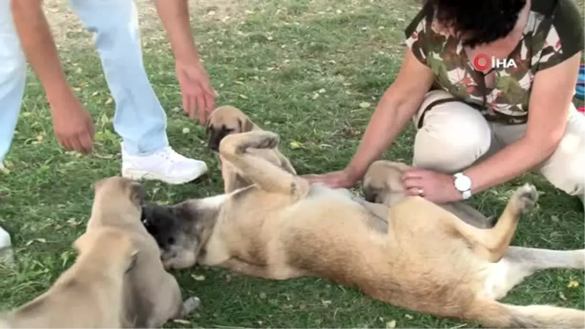 Şikayet 5 yavru köpeği annesiz bıraktı