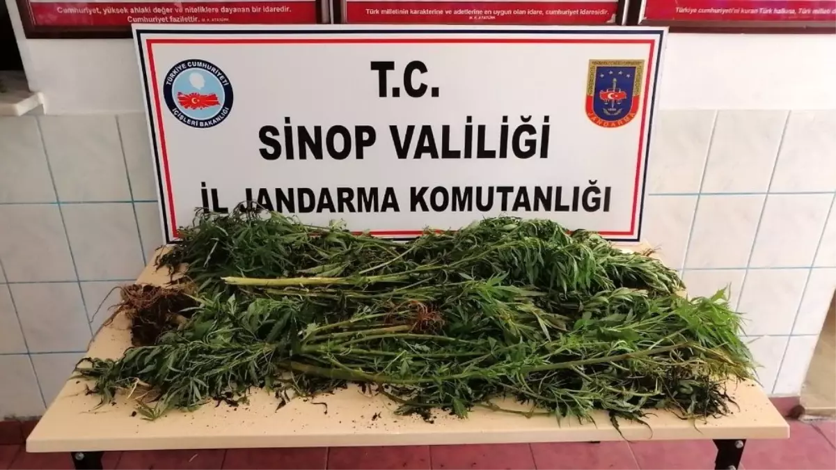 Sinop\'ta uyuşturucu operasyonu