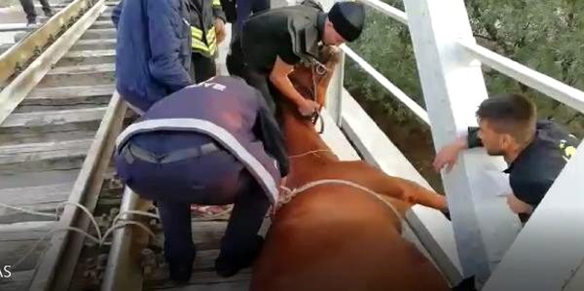 Tren yolu köprüsünde sıkışan atı, itfaiye kurtardı