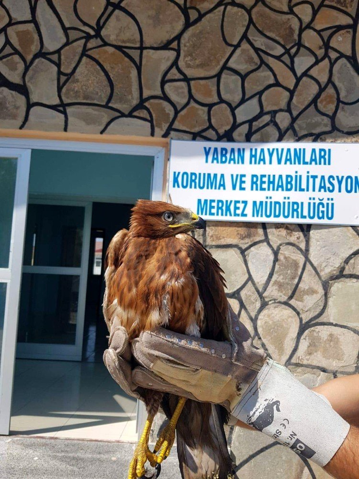Yaralı Kızıl Şahin tedavi altına alındı