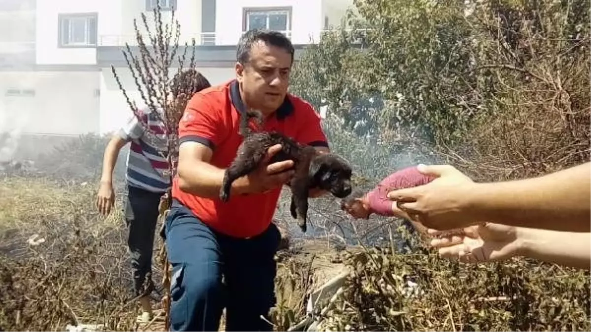 Alevlerin arasında kalan yavru köpekler kurtarıldı