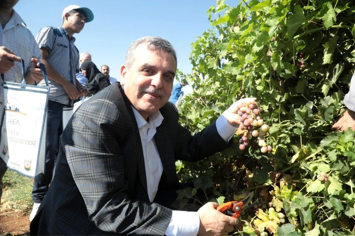 Beyazgül, belediyenin meyve fidanlığında üzüm topladı