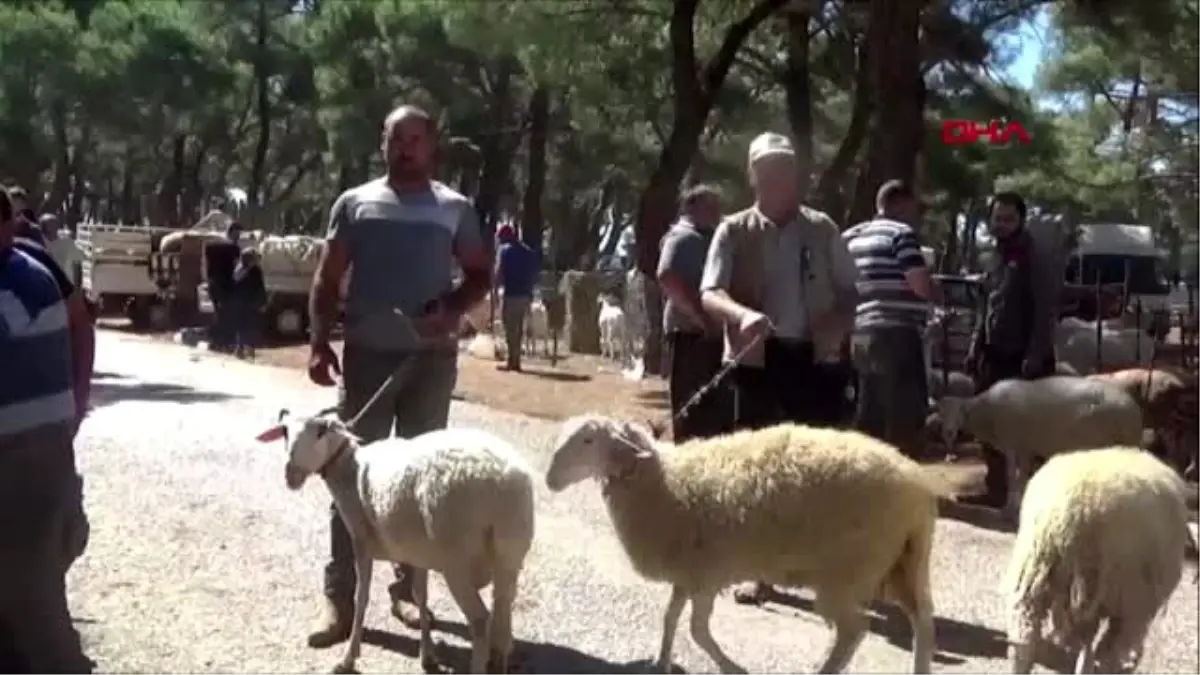 ÇANAKKALE BAYRAMİÇ\'TE KURBANLIK KÜÇÜKBAŞLAR KASAP FİYATINA SATILIYOR