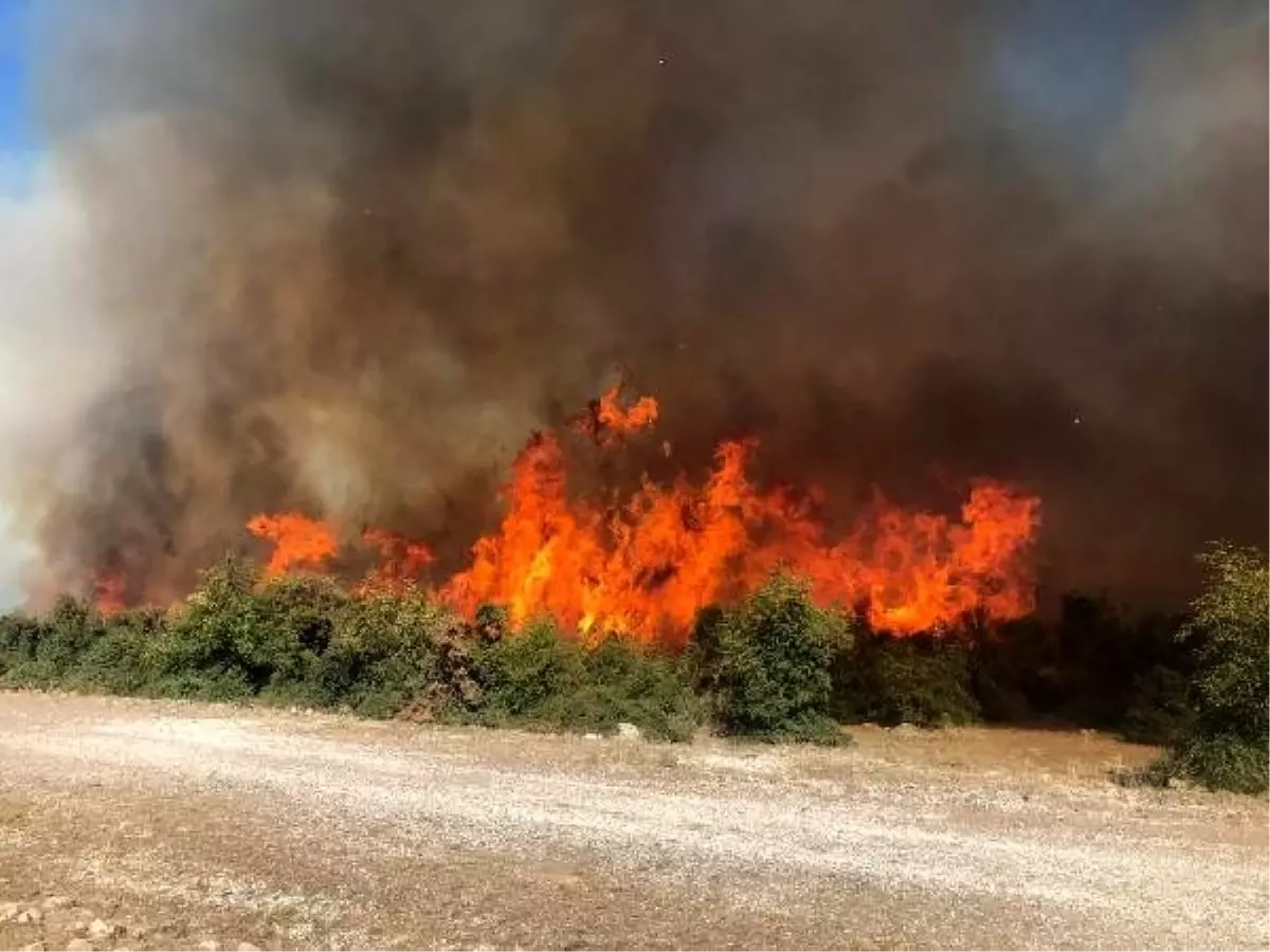 Çanakkale\'de 70 dönümlük makilik alan kül oldu