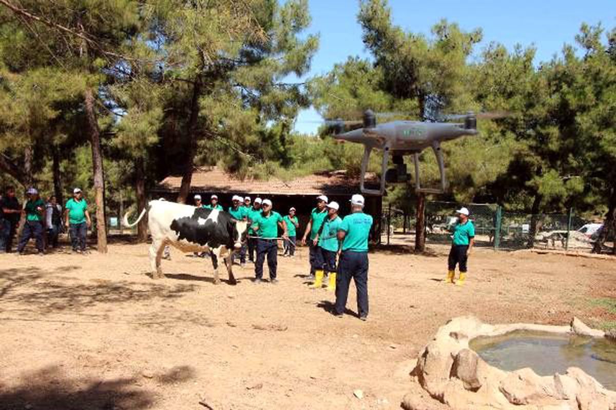 Gaziantep\'te kurban yakalama timi drone da kullanacak