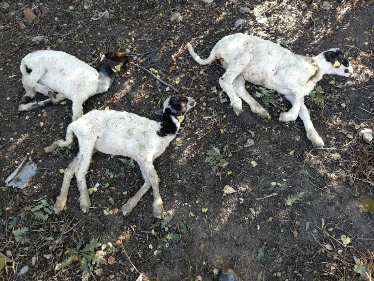 "Genç Çiftçi Projesi" kapsamında dağıtılan küçükbaş hayvanlar vebalı çıktı