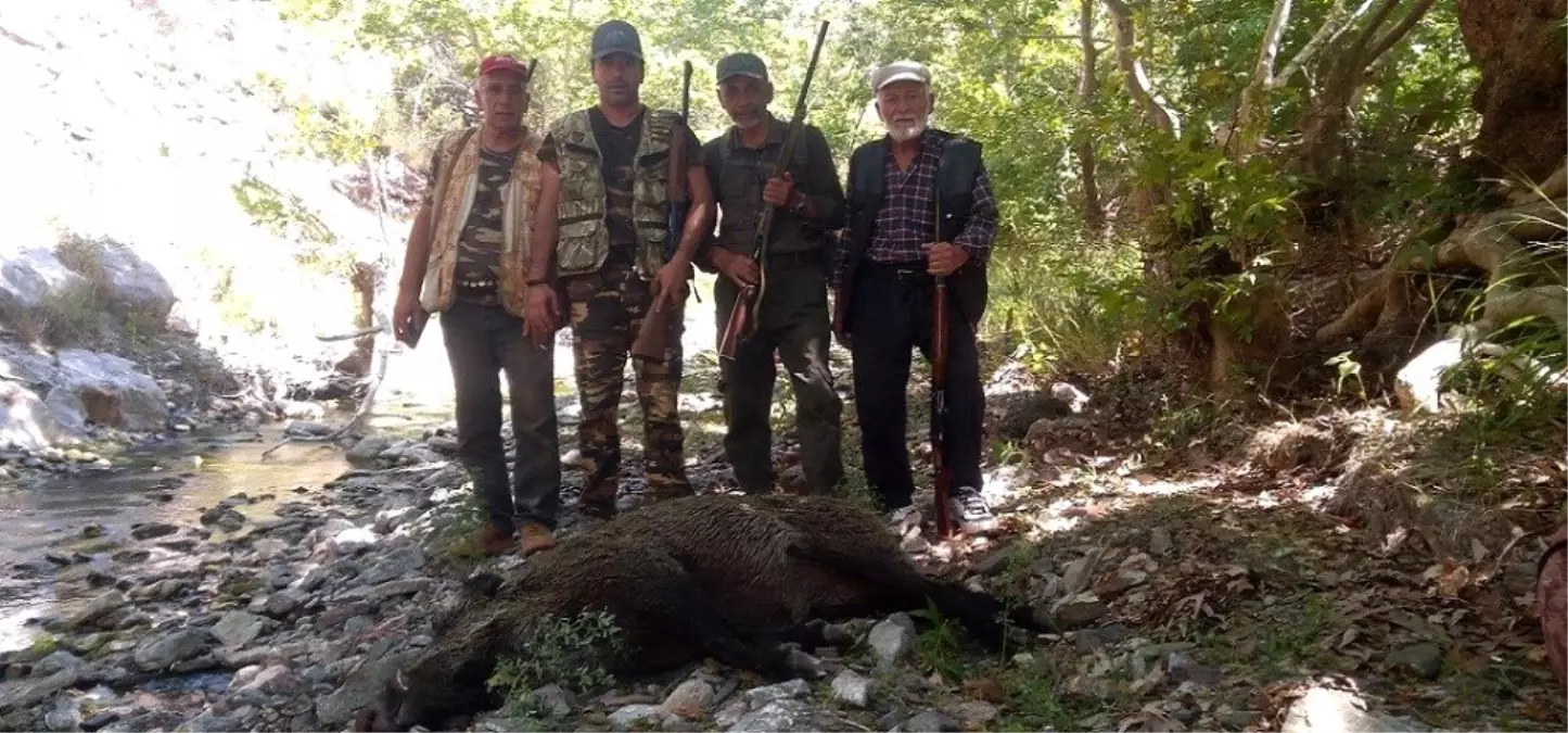 Karaman\'da yaban domuzlarına karşı sürek avları devam ediyor