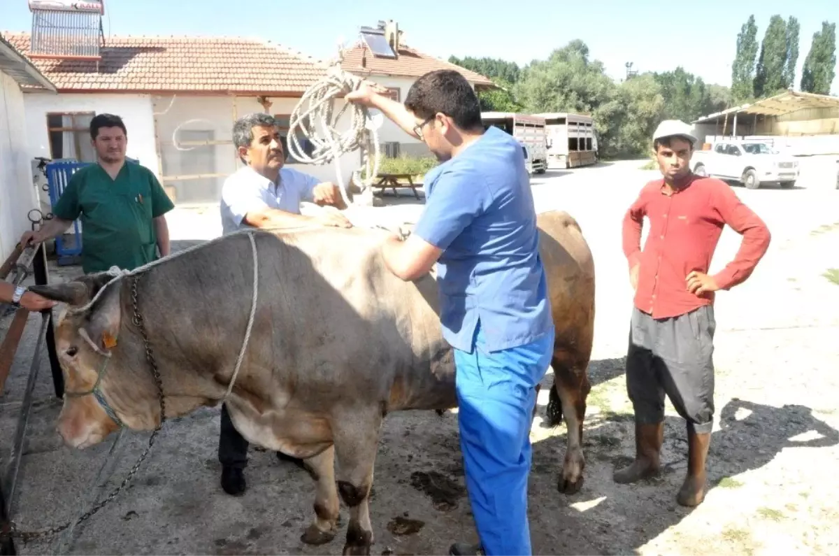 Kazasız ve kolay kurban kesimi için \'Ruef ve Mide Düğümü\' tekniği